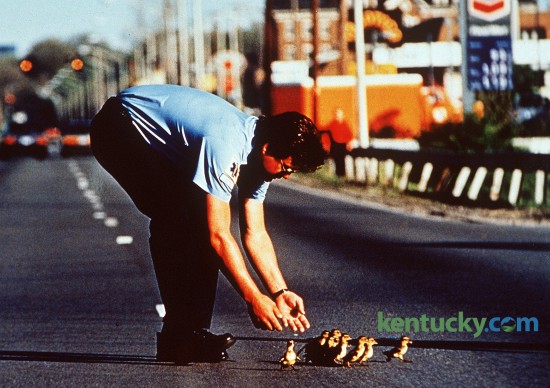 Lexington firefighter Don Barker helps a family of ducklings cross Richmond Rd. in front of Lexington Mall April 18, 1991. He was on the scene of an injury accident across from the mall when the ducklings started to cross. He and other firefighters and police officers held up traffic while they crossed.