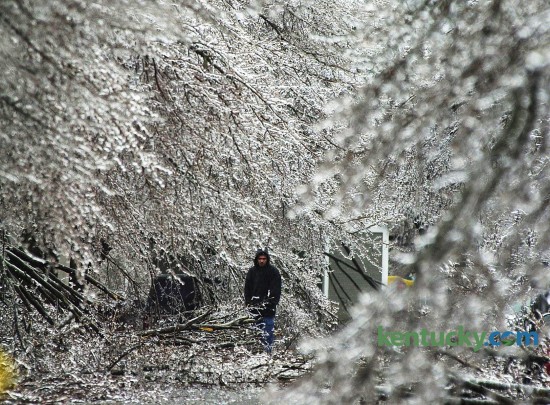 While waiting for his car to warm, Manuel Martinez Larumbe stands in the middle of Gatehouse Place, off Liberty Road, among the ice covered branches of Bradford Pear trees  Feb. 16, 2003 in Lexington during an ice storm which struck central  Kentucky overnight. Photo by David Stephenson, Herald-Leader staff