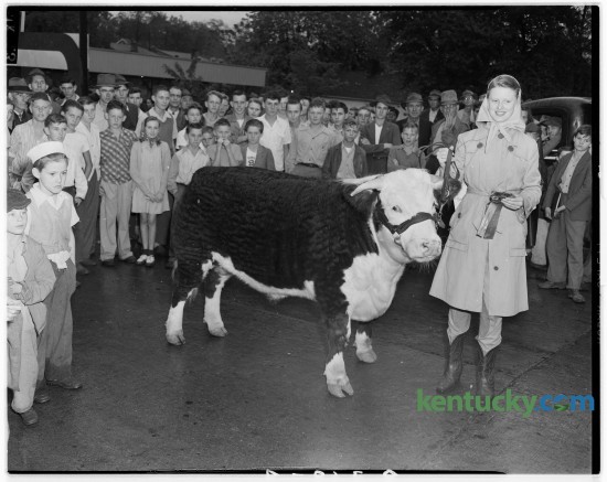 Miss Claire Ann Graves, Georgetown, pictured with her Hereford steer which won the grand championship of the Scott County 4-H Club and F. F. A. Show held Oct. 11, 1946 at Georgetown. Published in the Lexington Herald October 12, 1946. 