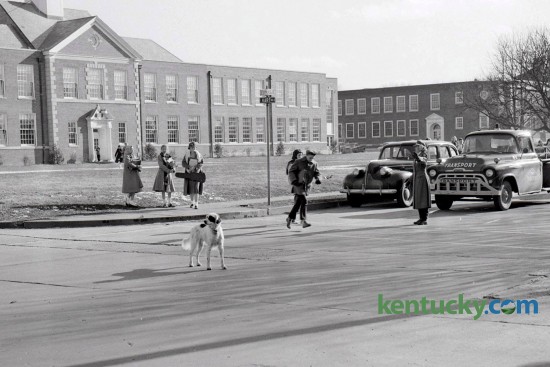 The Lone Ranger, a 4-year old  English Setter owned by Dr. J. O. Van Meter, helped Mrs. Ann Bryant with  traffic supervision each day near Morton Junior High School on Tates Creek Road. Cassidy Elementary can be seen in the background. Published in the Lexington Herald January 7, 1958. 