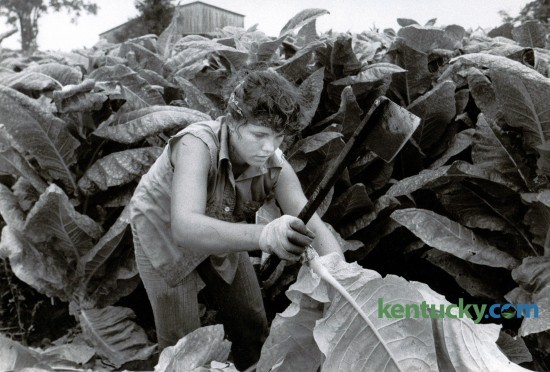 Tammie McKenney cut 500 sticks of  tobacco in five hours during the women's speed-cutting event at the Bluegrass Tobacco Festival in Scott County August 30, 1982. Officials believed her feat to be an unofficial women's world record. McKenney, 17, was a high school senior from Mount Zion. Photo by Charles Bertram | Staff