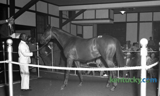 A chestnut colt by Coldstream was shown in the auction ring at the Keeneland Sales in August 1946. The colt was out of Spotted Beauty, she by Man o' War, was sold to Leslie Combs II for $50,000, the highest bid brought in at closing auction.  Consigned by Coldstream Stud. 