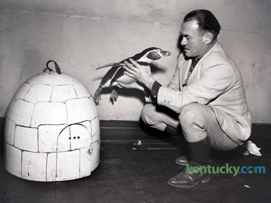 Penni, a 3-year-old male penguin, was shown with his master and trainer Homer Snow. Penni and Snow appeared at the Ben Ali theater the week of April 3, 1950. Snow was a veteran animal trainer who started his career in the 1920's by trapping sea lions off the Southern California Coast. Published in the Lexington Herald April 7, 1950. 