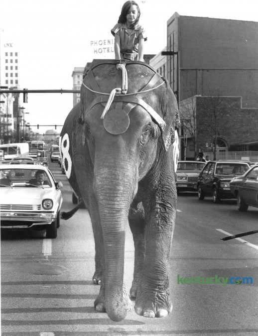 The Clyde Beatty Cole Brothers Circus came to town in November of 1980. Anya Armes, 8, daughter of Mr. and Mrs. David H. Armes of Lexington rode "Pete" the elephant down Main Street to Rupp Arena prior to the November 13 performance. The Ringling Bros. and Barnum & Bailey Circus is visiting Rupp Arena Sept. 5, 2014 - Sept. 7, 2014. Photo by David Perry | Herald-Leader staff
