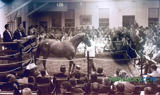 A chestnut yearling colt of Raise A Native and Gay Hostess was shown in the Keeneland Summer Sales ring in July 1967. Canadian oilman Frank McMahon paid $250,000 for tthe colt consigned by Leslie Combs II's Spendthrift Farm. Published in the Lexington Leader July 25, 1967. 