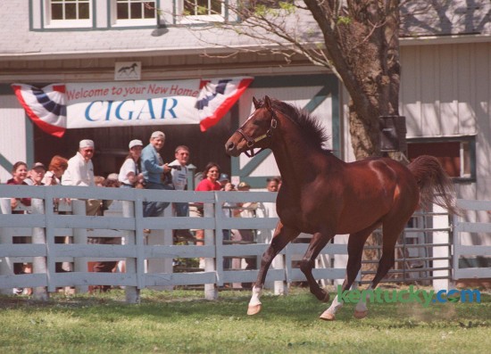 Cigar, the two-time Horse of the Year whose 16-race winning streak was among the top feats in racing history kicked up his heels after arriving at his new home, the  Kentucky Horse Park Sunday, May 2, 1999.  He was inducted into the National Museum of Racing and Hall of Fame in 2002, won 19-of-33 career starts and established an earnings record of $9,999,815. The Kentucky Horse Park announced yesterday that the 24 year-old  died Tuesday from complications following surgery.Photo by Frank Anderson | Staff