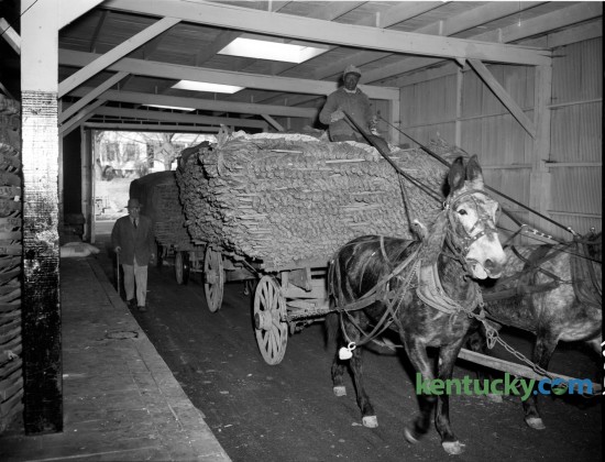Tobacco, weighing 21,000 pounds on mule-drawn wagons pulled into the Geary-Wright Tobacco Warehouse at 1086 South Broadway in Lexington in 1948.  The crop was grown by R. E. Tipton on Belmont Farm. Published in the Lexington Leader November 19, 1948. 