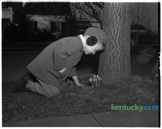 Charles Donald Henry, in earmuffs, looking at crocuses growing in neighbor's yard.  February 1949. 