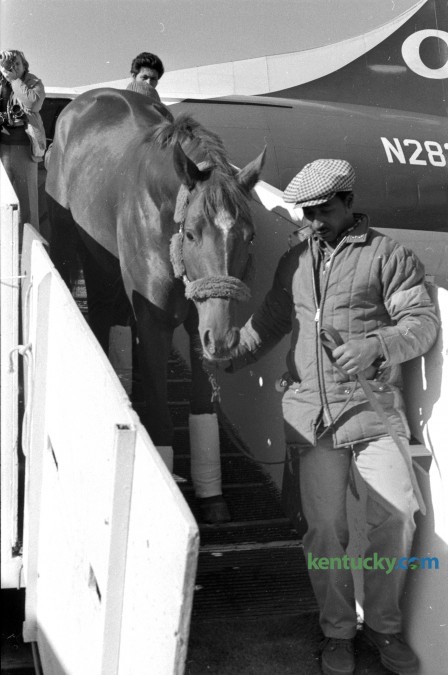 Secretariat arrives at Blue Grass Field Nov. 12, 1973 to stand stud at Claiborne Farm in Lexington. The Triple Crown winner was at Claiborne Farm until his death in 1989. Herald-Leader archive photo