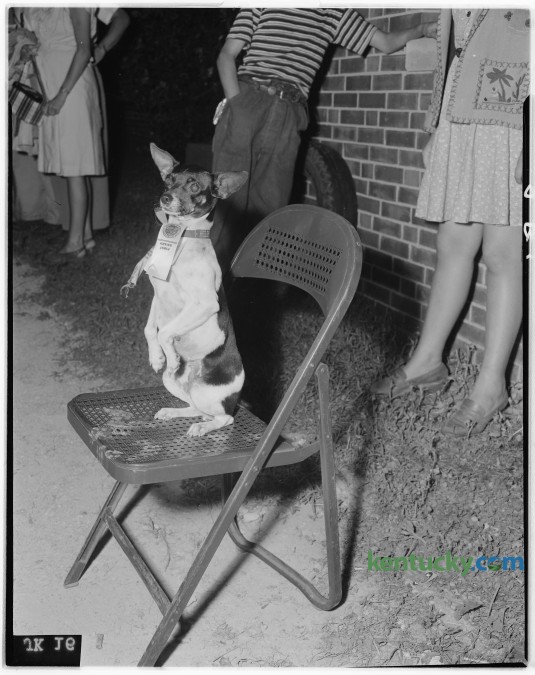 Lexington playground pet show pictures. Boogie Woogie, first-prize in trick dog class, a toy English terrier owned by Elmer Oliver. Published in the Lexington Herald-Leader July 14, 1946. Herald-Leader Archive Photo