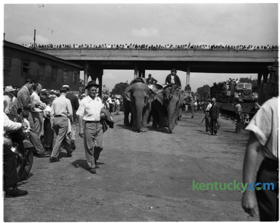 Ringling Brothers Barnum and Bailey Circus arrived in Lexington in July 1950. The elephants were unloaded from their train cars beneath Jefferson Street viaduct. Published in the Lexington Leader July 27, 1950. Herald-Leader Archive Photo