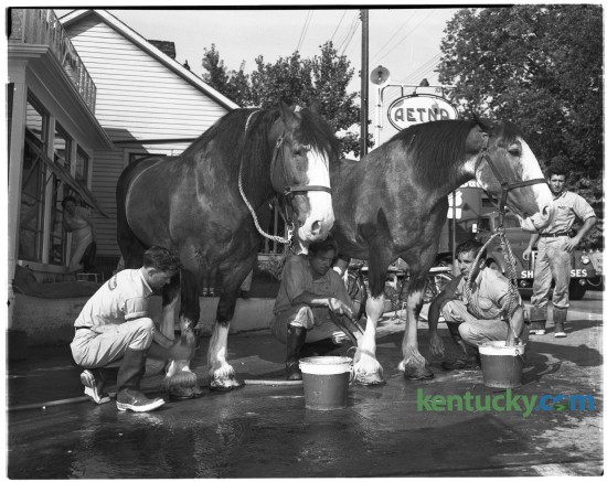 Clydesdales Gordie and Grant, two members of the famous eight-horse hitch owned by the Anheuser-Busch brewery of Saint Louis received expert grooming while stabled at a Lexington service station at Third and Jefferson streets in Lexington in July of 1950.  The grooms are Pete Binning, Whitey Mueller and Tom Lambing, all of Saint Louis.  Published in the Lexington Leader July 27, 1950. Herald-Leader Archive Photo
