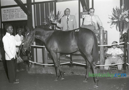The bay son of War Admiral-Lady Lark brought the top price of the night on July 28, 1949 at Keeneland's summer yearling sales. Hip number 390 consigned by Mereworth, sold to George Ring for $27,000. In the background are Auctioneer George Swinebroad, left, and Auctioneer Joe Palmer. KeenelandÕs 2015 September Yearling Sale the worldÕs largest Thoroughbred auction, starts Monday, Sept. 14. A total of 4,164 yearlings were cataloged for the sale. Published in the Lexington Herald July 29, 1949. Herald-Leader Archive Photo