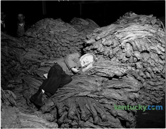 Joyce Ann Carroll took a nap on a basket of burley while waiting for her father's tobacco to be sold at a Lexington warehouse January 3, 1951. The second half of the 1950-51 Lexington looseleaf auction season begain in five local warehouses. Published in the Lexington Leader January 3, 1951. Herald-Leader Archive Photo