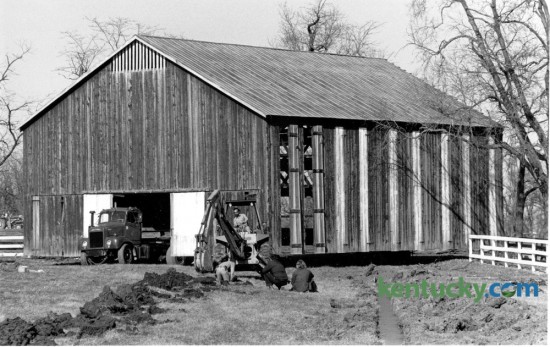 Bob Lail bought this 15-bent tobacco barn from the former Belair Farm and is having it moved, a third at a time, to his Delong Farm in the Richmond Road area. The front third of the barn was being moved into place on March 1, 1983 as workmen prepared a foundation. Photo by Ron Garrison | Staff