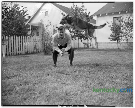 U.S. Army Sgt. James Hellard, who returned from Germany August 31, 1946 posed for an action photo with his adopted Nazi-trained war dog, Tiger, at his home in Lexington. Tiger, a 90 pound police dog was captured in May 1945 near Camp Dachau by a soldier in Sgt. Hellard's company. Taken from an SS captain, he was brought back to the camp to be a mascot. When first brought to camp he exhibited a hatred for G.I.'s by biting them, thus earning the name Tiger. After some detraining by Sgt. Hellard he gradually lost his intense dislike for Americans. Published in the Lexington Herald October 2, 1946. Herald-Leader Archive Photo
