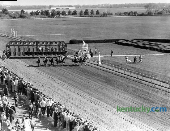 Start of the 35th running of the Blue Grass Stakes, April 23, 1959 at Keeneland in Lexington. Tomy Lee won the $32,550 race by a half a length. In the picture, the bay colt, who went off as the favorite, is the fourth horse from the rail. Nine days later, Bill Shoemaker and his English-bred mount won the Kentucky Derby, becoming only the second non-American bred horse to ever win the Run for the Roses. He did not run in the remaining two Triple Crown races because his trainer said he didn't like to run races too close together, so Tomy Lee went to California to rest. He died in 1971 and is buried at Pillar Stud in Lexington. Lexington Herald file photo