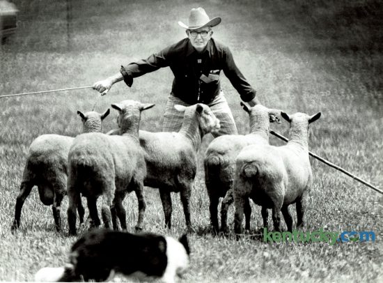 Candy, owned by George L. Conboy of Wanatah, Ind. penned several sheep during the Kentucky Stock Dog Association's Bluegrass National Open competition on Sunday June 10, 1979.  Each dog must pen its own sheep without help from the handler. Over 62 owners and their sheep dogs competed in the 20th annual meet at Walnut Hill Farm on Newtown Pike. The Bluegrass Classic Stockdog Trial runs through Sunday at the Kentucky Horse Park. Photo by Gary Landers | Staff