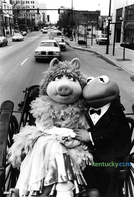 "Muppets" stars Miss Piggy and Kermit the Frog enjoyed a carriage ride down Main Street in downtown Lexington March 14, 1985. Their ride ended at Rupp Arena, where the Muppet Show was on stage five times over three straight days. Note in the background, above Kermit's head, construction was just getting underway for the Lexington Financial Center, aka, the "Big Blue Building". Photo by Nick Nickerson | staff file photo