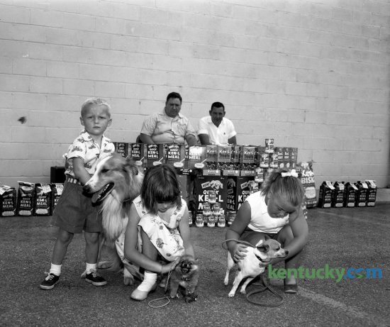 Owners of three dogs in a Kids Dog Show, held June 16, 1956 at Austin's Supermarket in the Meadowthorpe Shopping Center, worked with their pets before the big moment for judging arrived. They were, left to right, Stevie Penrod, 4, with Tinker Bell, a collie; Kathey Penrod, 7, with Penny, a pomeranian and Sally Adcock, 7, with Roughneck, a chihuahua. Judges in the background are Lawrence Sheets, a dog showman, and Kenneth Whalen with the Humane Society. The show was sponsored jointly by the supermarket and Quaker Oats Company. Herald-Leader Archive Photo
