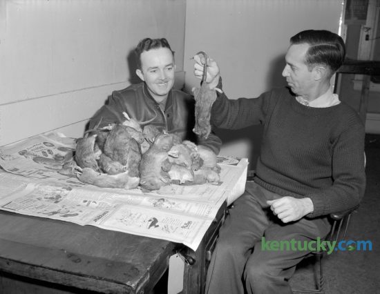 A week before a county-wide effort to begin exterminating rats was to begin, in March 1947, W. J. Morris, left, and John J. Stillinger, of the Arnold Exterminator Company showed off 100 rats they killed in downtown Lexington businesses within 48 hours. The two men said they killed the rats with 1080, the most effective rat poison now on the market. Lexington officials acknowledged there was a rat problem and they were causing $500,000 worth of damage a year. The Fayette County Farm Bureau rat-extermination campaign was to take place March 14-15. Published in the Herald-Leader March 2, 1947. Herald-Leader Archive Photo