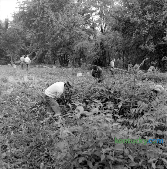 City workers cleared weeds from the old African Cemetery #2 on East Seventh Street on August 21, 1963. Earlier in the summer residents and local businessmen had complained that the overgrown state of the cemetery was a source of hay fever and a playground for the lawless. The 8-acre cemetery was first used as early as the 1820's and contains over 5,000 graves, of which 1,200 are identified with less than 600 being recognized with markers. More than 100 graves are those of military veterans, with 49 being U.S. Colored Troops of the American Civil War. The Colored Peoples Union Benevolent Society No. 2 purchased the property for use as a cemetery in 1869. The last burials in the cemetery took place in 1974. In 1973, Lexington city government took control of the cemetery and In 1979, the African Cemetery No. 2, Incorporated was organized to save the cemetery. In June 2003, a Kentucky Historical Highway Marker was placed on the site. The cemetery was added to the National Register of Historic Places on March 31, 2004. Herald-Leader Archive Photo