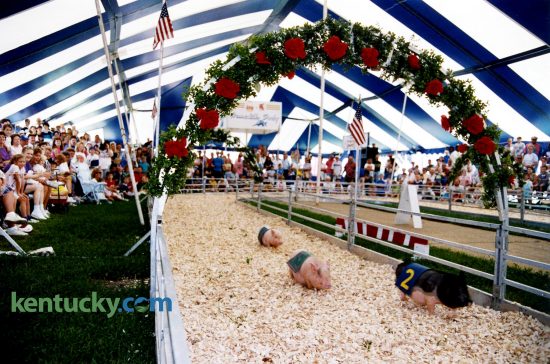 Asian pot bellied pigs race during opening day of the Kentucky State Fair, Aug. 20, 1992 in Louisville. Fans were assigned a pig and if their pig won, they were awarded prizes. The races were sponsored by the Kentucky Pork Producers Association. Photo by David Perry | staff