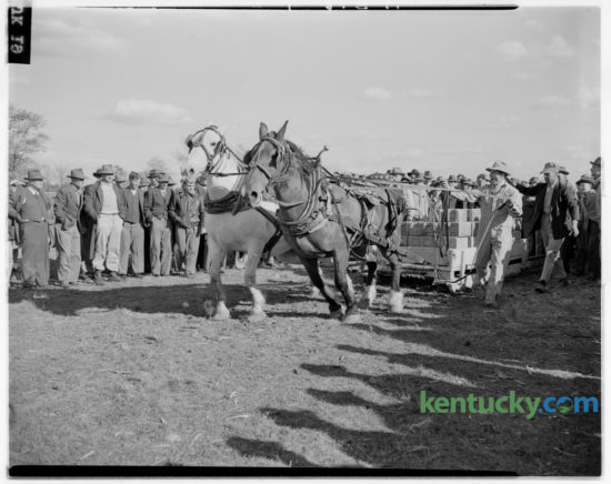 A team of horses competed at the Iroquois Hunt Club horse show and horse pulling contest at W. Fauntleroy Pursley's farm on Athens-Boonesboro Road on October 12, 1946. The show and pulling contest was the first renewal since 1941 of the annual event put on by the Iroquois Hunt Club. Approximately 2,500 persons turned out for the event. A barbecue lunch was served on the grounds and fortune telling and bingo booths were well patronized. The pulling contest brought seven teams into competition. Herald-Leader Archive Photo