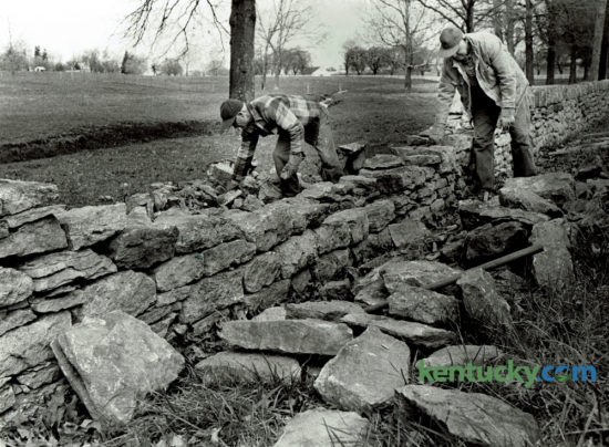 Ivan Baugh and Edgar Henderson repaired a stone wall on the University of Kentucky's Coldstream farm on Newton Pike in April 1976. A 24 foot section of the wall had been knocked down after being hit by car. Photo by Chela Richardson | Staff
